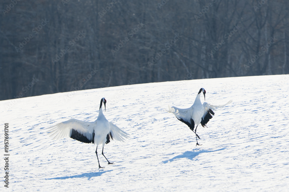 Obraz premium 二羽の鶴