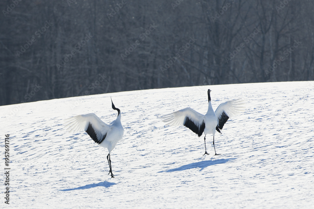 Obraz premium 二羽の鶴