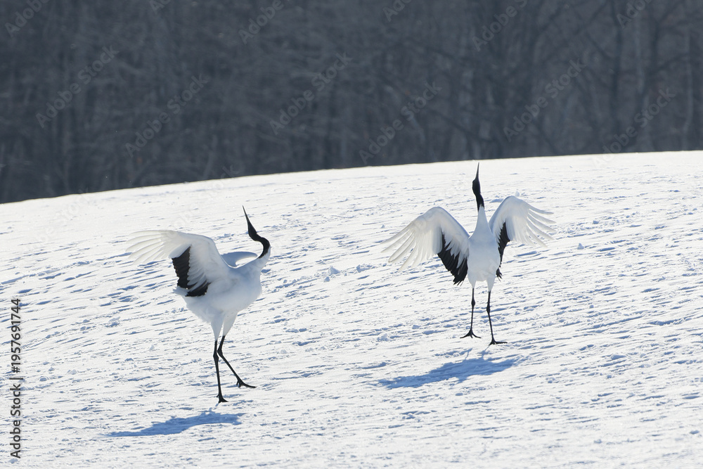 Obraz premium 二羽の鶴