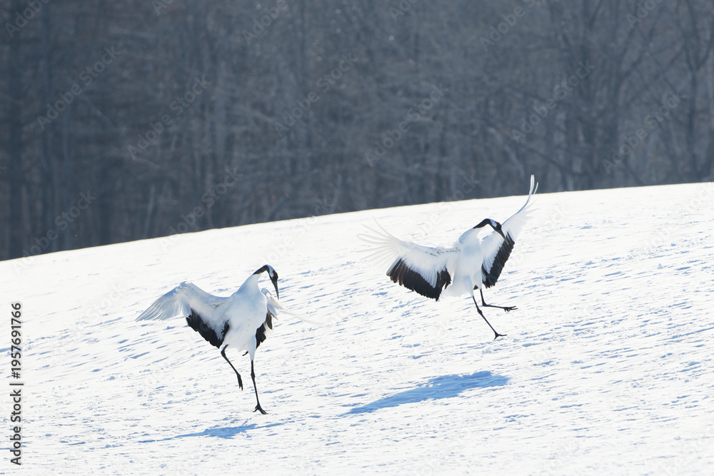 Obraz premium 二羽の鶴