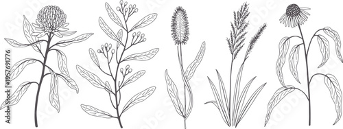 Botanical line art illustrations of various plants
