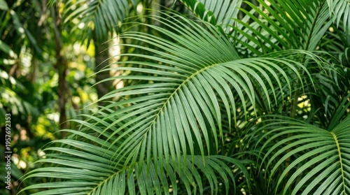 Large green palm tree leaf closeup.