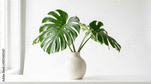 Monstera Deliciosa Plant in White Pot.