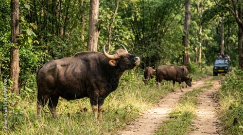 Wild bull standing on forest roadside.