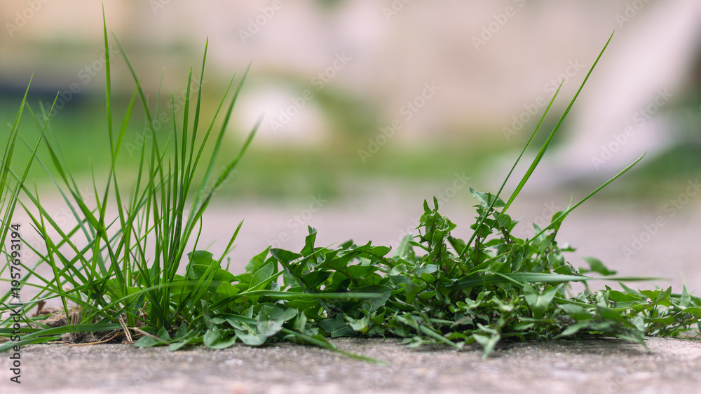 Obraz premium Bold grass growing from the concrete walkway
