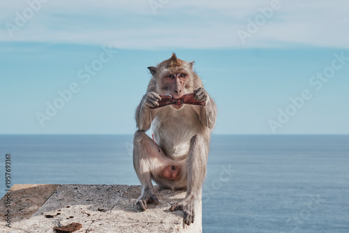 A monkey at Uluwatu temple in Bali grabs a pair of sunglasses. The animal sits on a stone wall looking at the glasses. The ocean is visible in the background, with a clear sky above
