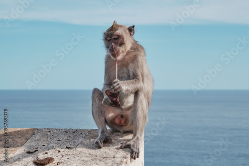 A monkey sits on a wall at Uluwatu temple in Bali. It is pulling at a pair of stolen sunglasses while overlooking the ocean. The scene shows a clear sky and calm water