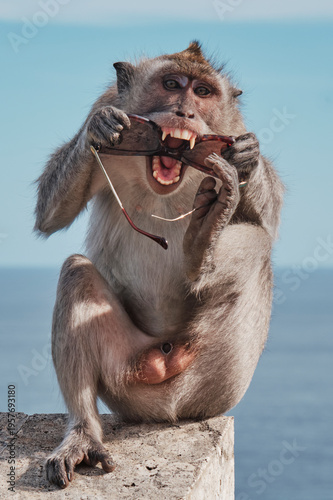 A monkey sits on a ledge at Uluwatu Temple in Bali. It has stolen a pair of sunglasses and is trying to chew on them. The ocean is visible in the background