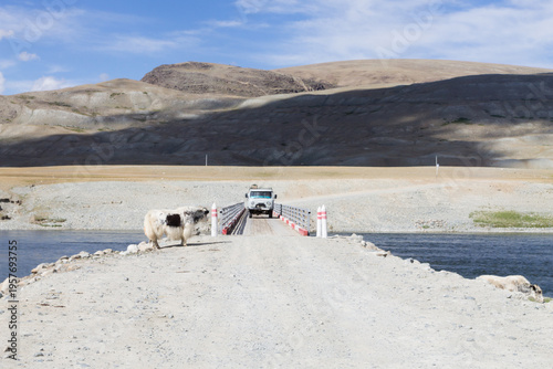 Domestic yak in Altai Tavan Bogd National Park, Mongolia