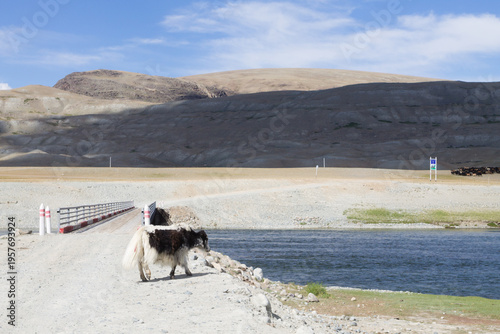 Domestic yak in Altai Tavan Bogd National Park, Mongolia