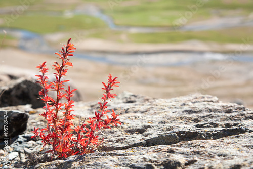 Flower on rocks close up. Nature macro