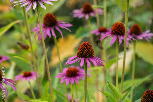 Foto Purple coneflower meadow with multiple blooms in soft focus.
