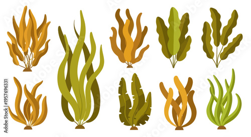 Collection of diverse underwater seaweed and aquatic plants illustration