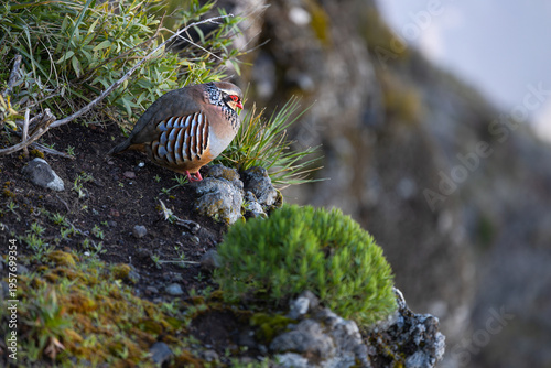 Red-legged partridge (Alectoris rufa) on Madeira island mountains