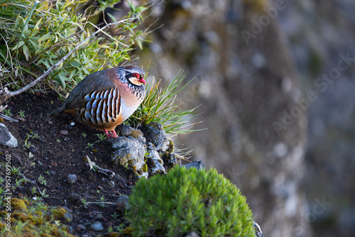 Red-legged partridge (Alectoris rufa) on Madeira island mountains