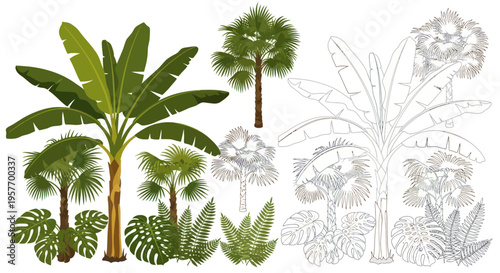 Tropical Jungle Plants Collection: Banana, Palm, Ferns - Color and Outline