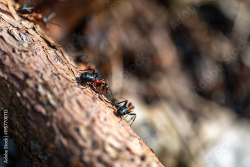 Close up of ants interacting on rough tree bark, shallow depth of field, natural macro scene showing cooperation, teamwork and communication in insect world in forest environment