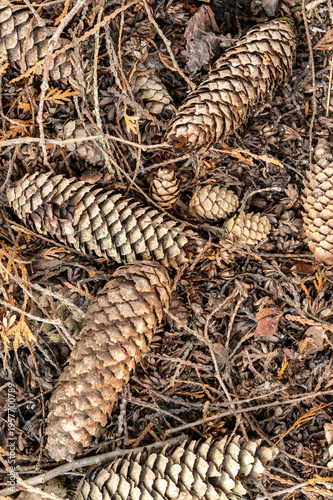 Top view of pine cones lying on forest ground with natural texture of needles and soil, woodland background, symbol of nature, sustainability and calm outdoor environment