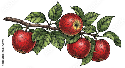 Ripe Red Apples on Tree Branch with Green Leaves, Fresh Fruit Illustration