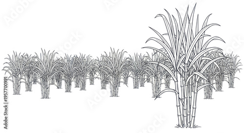 Sugarcane Field Illustration, Row Planting, Agricultural Crop, Natural Plant Growth