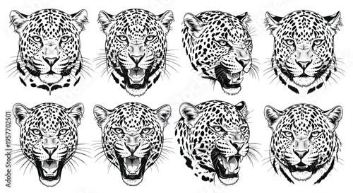 Leopard Head Collection: Majestic Feline Portraits in Dynamic Poses