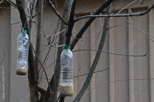 Homemade bird feeders from plastic bottles hung on tree branches, Sofia, Bulgaria 