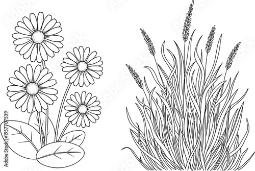 WebDetailed black and white botanical illustration featuring daisy-like wildflowers with round petals and tall grass with elongated blades and seed heads, nature drawing artwork