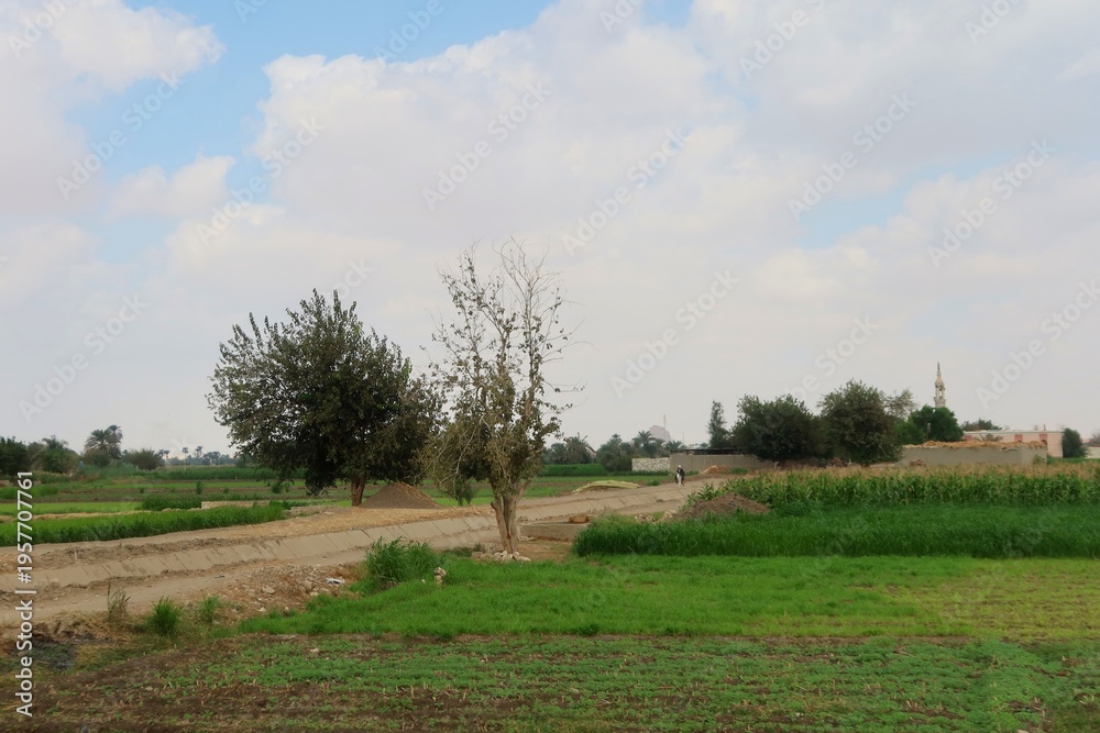 Fototapeta premium Green beautiful fields under the blue sky in Beni Sweif in Egypt