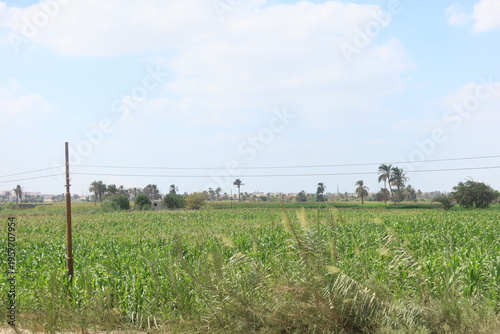 Green beautiful fields under the blue sky in Beni Sweif in Egypt