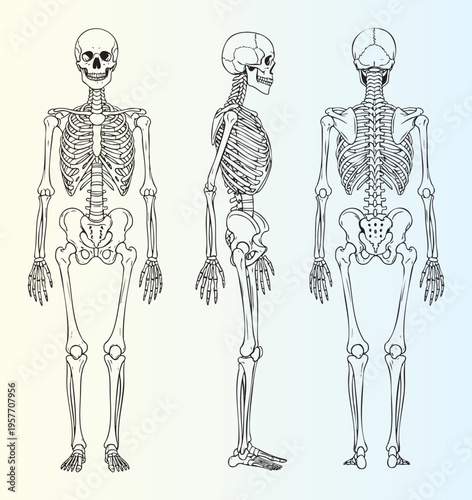 Detailed human skeletal system illustration in three views for anatomy study