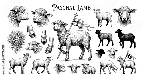 Collection of detailed vintage illustrations of sheep and lambs in various poses