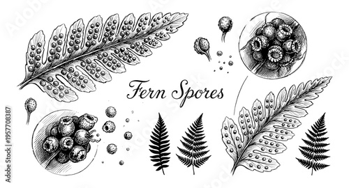Detailed botanical illustration of fern fronds and reproductive spores in a vintage style