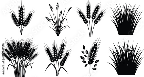 We"Silhouettes of wheat, barley, and cereal grasses isolated on white background, agricultural plant icons for farming, harvest, food production, and botanical illustration design"b