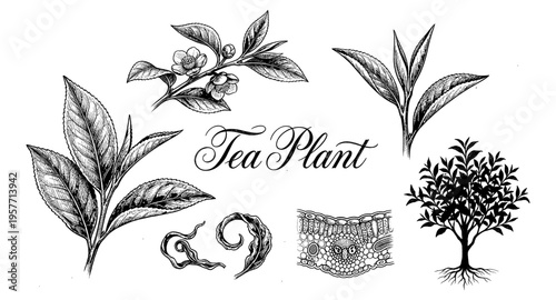 Botanical illustration of tea plant elements and its microscopic structure