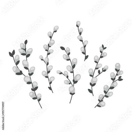 Set of pussy willow branches. Hand drawn spring botanical vector illustration isolated on white