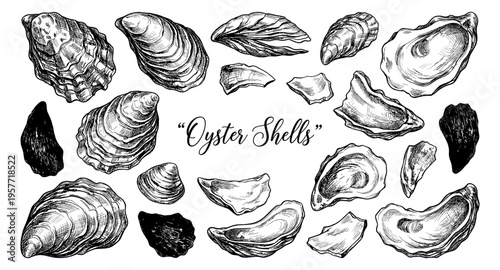 Collection of hand-drawn oyster shells and fragments in a vintage sketch style