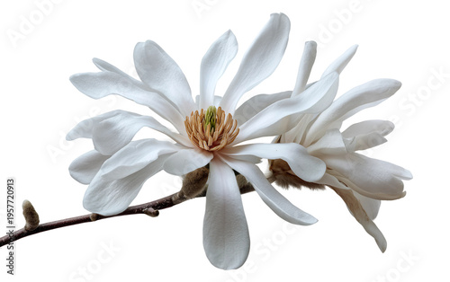 Close up of white magnolia bloom highlighting smooth delicate petals and natural symmetry ideal for artistic photography isolated on transparent background PNG