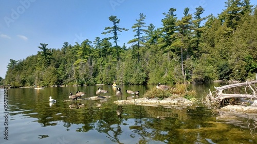 Geese are standing on rocks in Ontario Lake