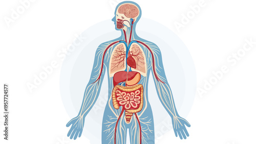 A detailed illustration of the human body showcasing its internal organs and systems