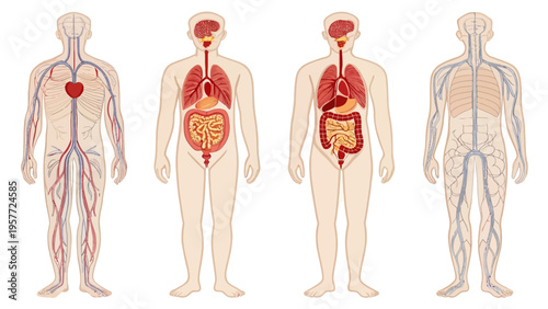 Anatomical illustration of the human body showcasing internal organs and systems