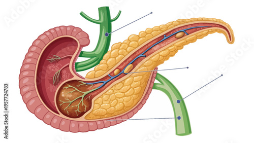 A detailed illustration of the human pancreas and its surrounding organs