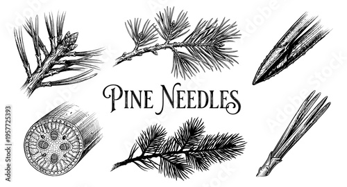 Detailed botanical illustration of pine needles and cross-section of a branch