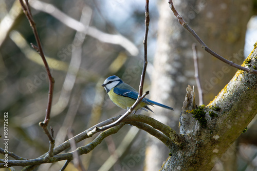 Blaumeise auf einem Zweig eines Walnussbaums, typischer heimischer Singvogel in natürlicher Umgebung.