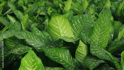 Close-up view of lush tropical leaves with vibrant green color and distinctive vein patterns