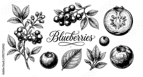 Vintage botanical illustration of blueberries and leaves in detailed ink drawing style