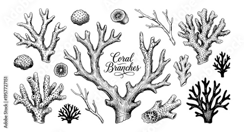 Collection of detailed vintage coral branches and sea life illustrations