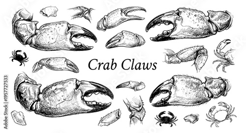 Collection of detailed crab claw illustrations and small crabs in sketch style