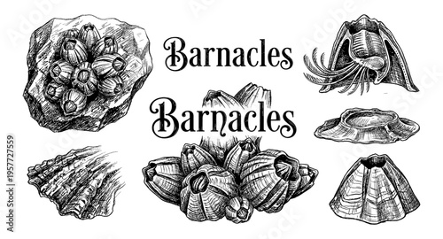 Detailed scientific illustrations of various barnacle species and their anatomy
