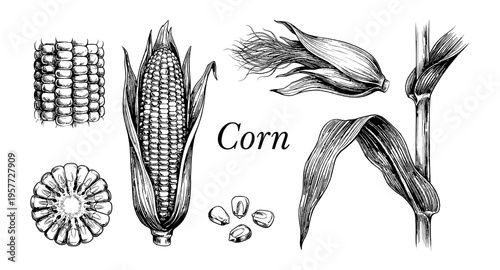 Detailed illustration of corn plant parts and kernels in a vintage botanical style
