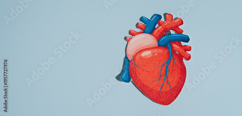 Human heart model anatomy cardiovascular system medical illustration red blue veins arteries organ health biology circulatory system heart shape body organ medical education isolated detailed